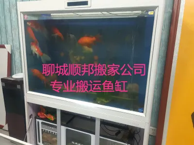 聊城顺邦搬家公司专业搬运鱼缸.webp