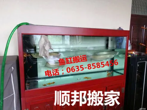 聊城莘县鱼缸搬运.webp