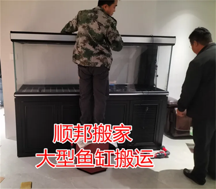 聊城东昌府区鼓楼鱼缸搬运.webp
