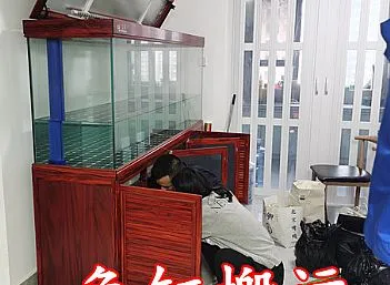 鱼缸搬运 鱼缸搬运怎么收费？鱼缸搬运技巧有哪些？如何保证鱼缸的安全？